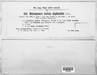 Melampsora laricis-daphnoidis image